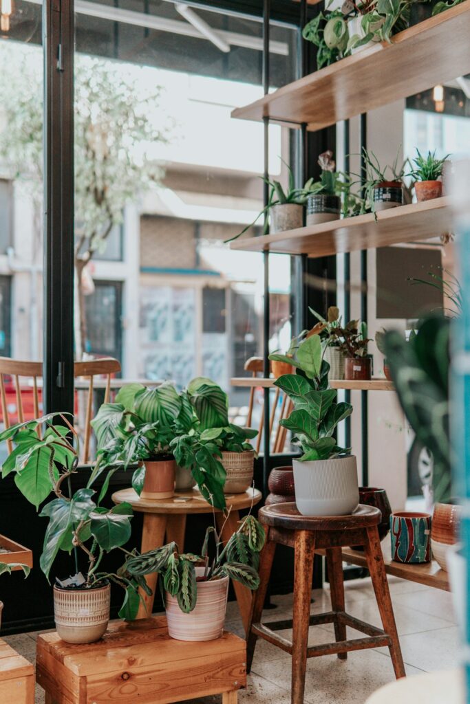 Topfpflanzen im Schaufenster